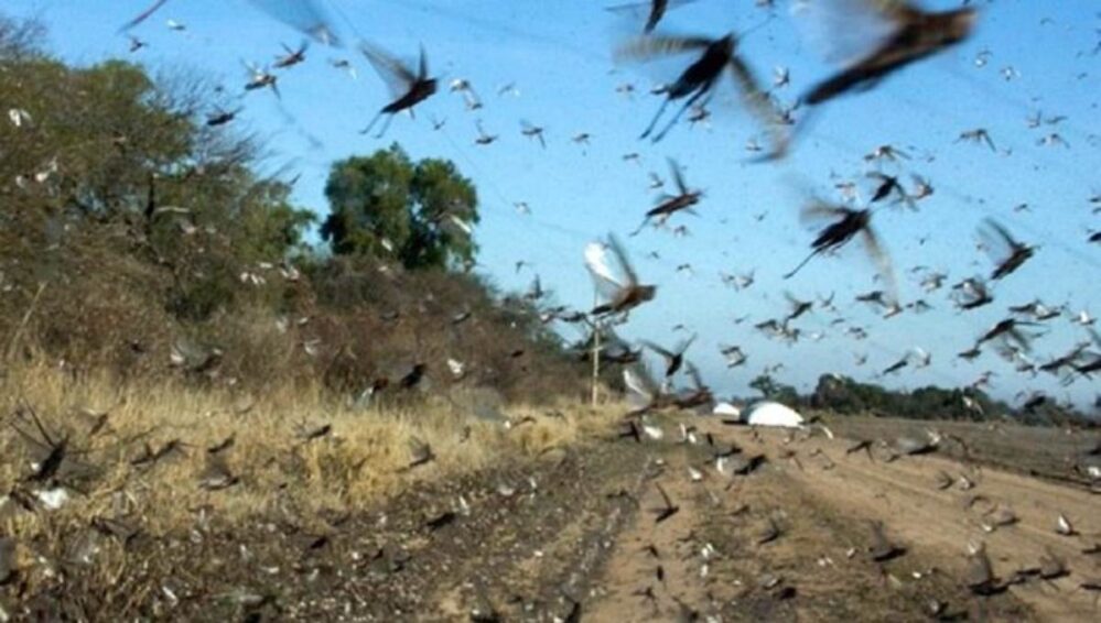 ¡Otra plaga! Argentina y Brasil monitorean enjambres masivos de langostas VIDEO