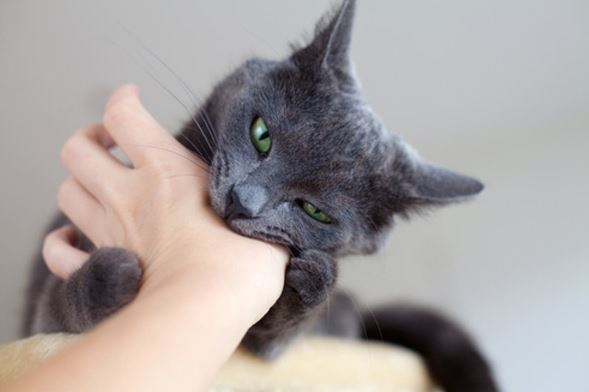 Alerta por Lyssavirus: gato con el virus muere después de morder a cuatro personas en Italia