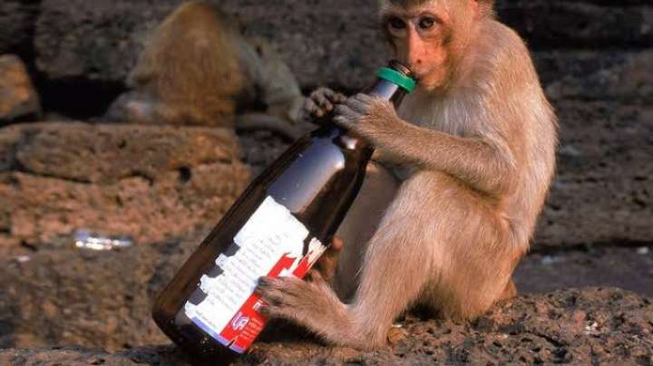 Un mono alcohólico es sentenciado a cadena perpetua por asesinato