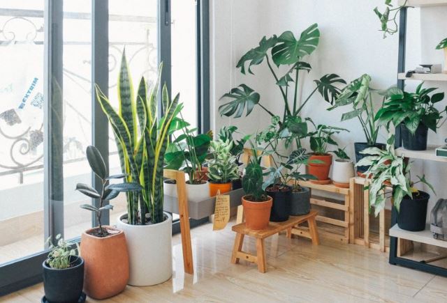 Consejo ecológico: Estas cuatro plantas absorben el calor de tu casa