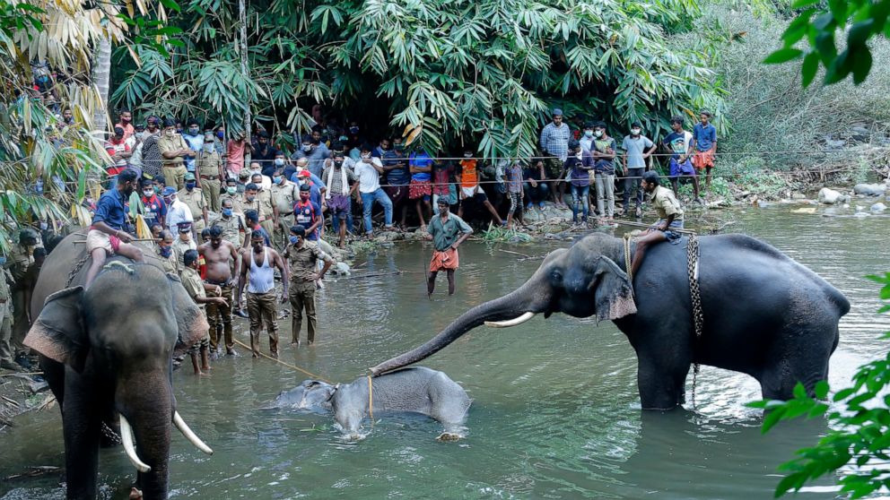 Indignación por la muerte de una elefanta embarazada tras comer una piña llena de explosivos