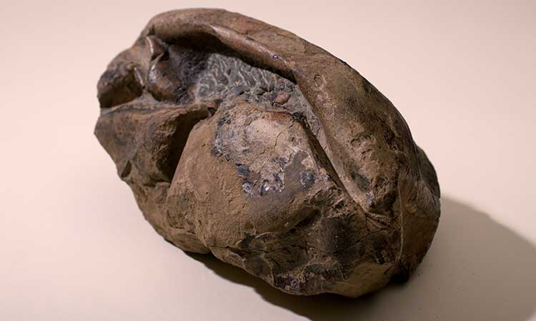 ¡Caso resuelto! Misterioso fósil encontrado en la Antártida es un huevo prehistórico