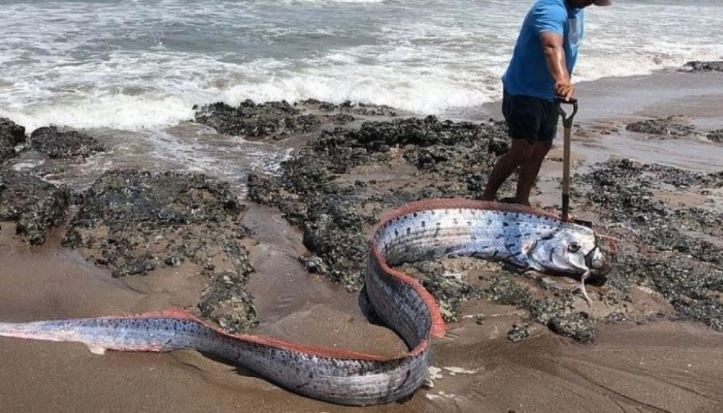 En Cozumel aparece pez que ‘anuncia’ terremotos y tsunamis