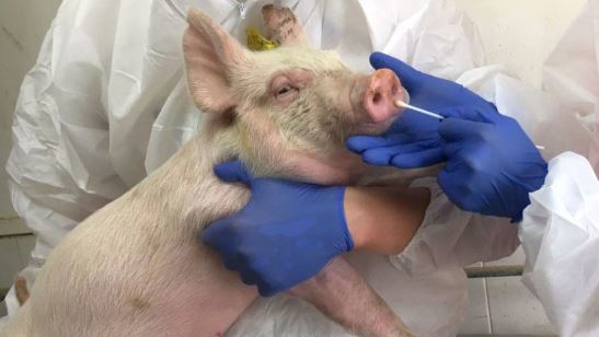 Descubren en China nueva cepa de gripe porcina con potencial de pandemia