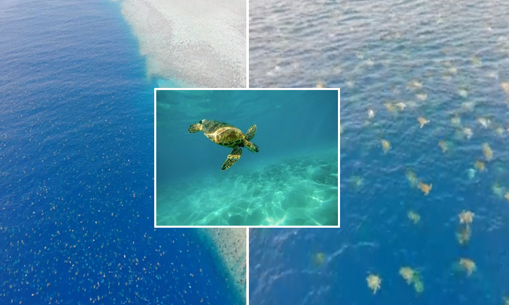 ¡Hermoso! Drones capturan video de miles de tortugas nadando rumbo a su anidación