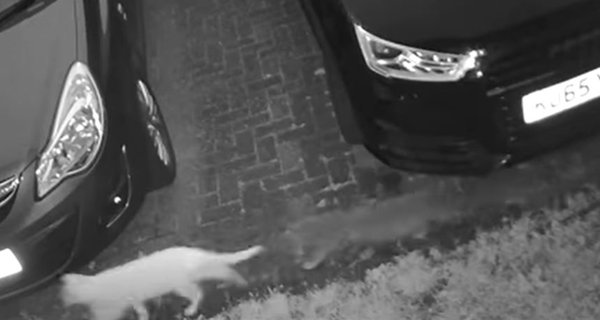 En VIDEO: Cámara graba a gatito perseguido por un ‘gato fantasma’