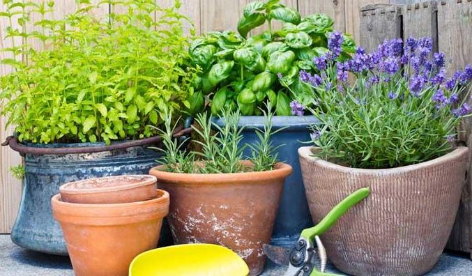 ¡Adiós al insecticida! Estas ocho plantas mantendrán a los insectos lejos de tu casa