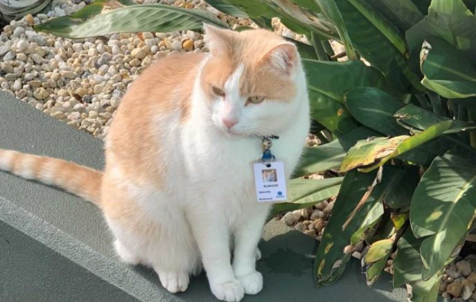 Un gatito, el nuevo ‘guardia’ de seguridad de un hospital