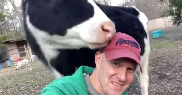 Con mugidos, una vaca pide todos los días un abrazo a su dueño VIDEO