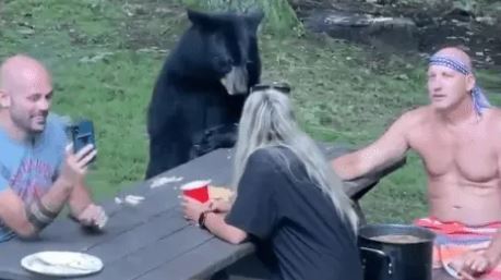 Amigable oso se une al picnic de una familia… ¡Para comerse un sándwich!