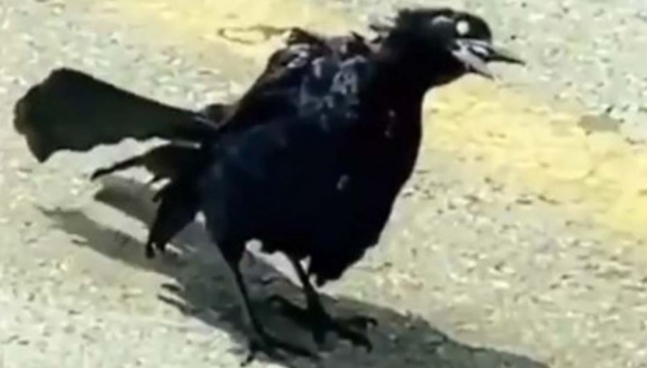Graban en VIDEO a un pájaro ‘zombie’ y se hace viral