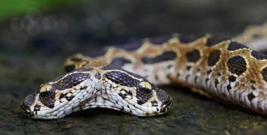 Extraña serpiente de dos cabezas es encontrada en India