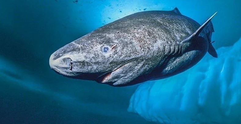 El tiburón vivo más viejo del mundo está en Groenlandia, tendría más de 500 años