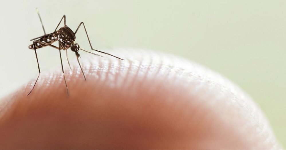 Michoacán, Tabasco, Nayarit y Guerrero primeros lugares en casos de dengue