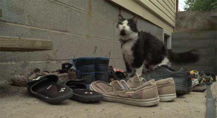 Jordan, el gato que robó decenas de zapatos en su vecindario