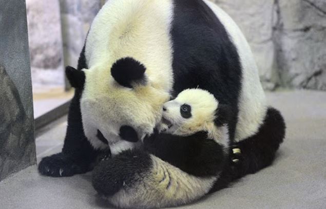 La panda más vieja de Estados Unidos dio a luz a un bebé panda