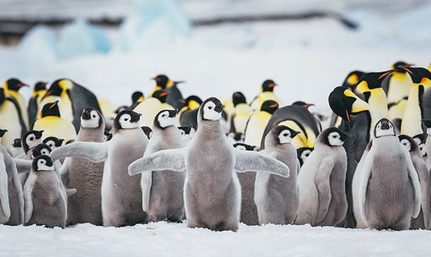Desde el espacio descubren nuevas colonias de pingüinos en la Antártida