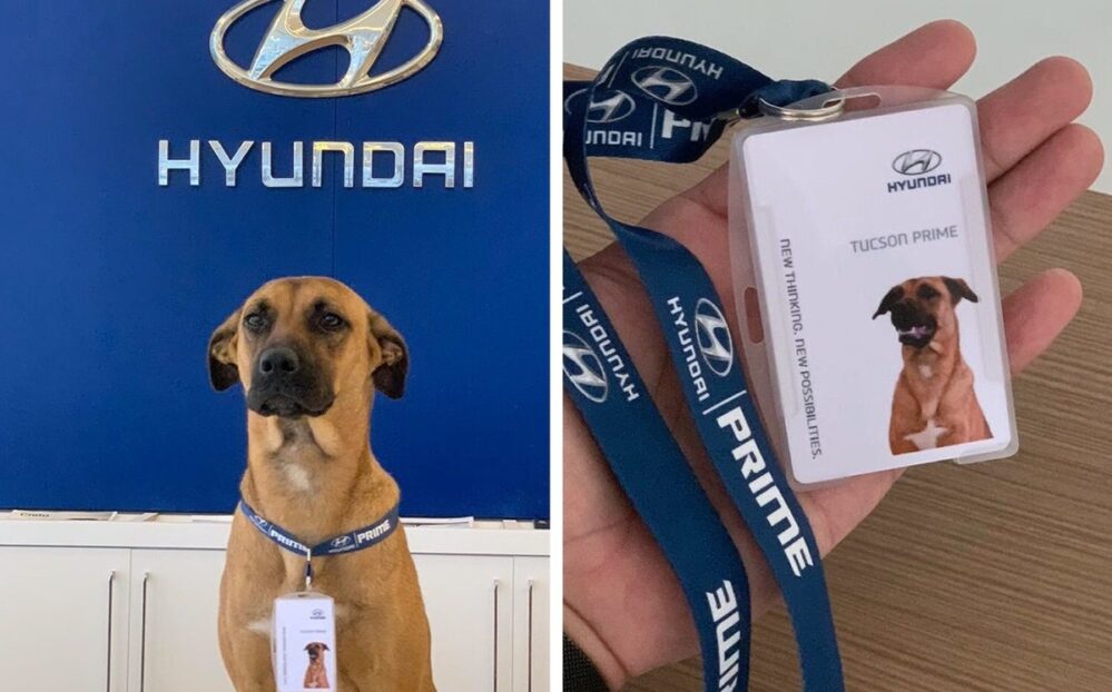 Viral: Agencia de autos adopta y emplea a Tucson Prime, un perrito callejero