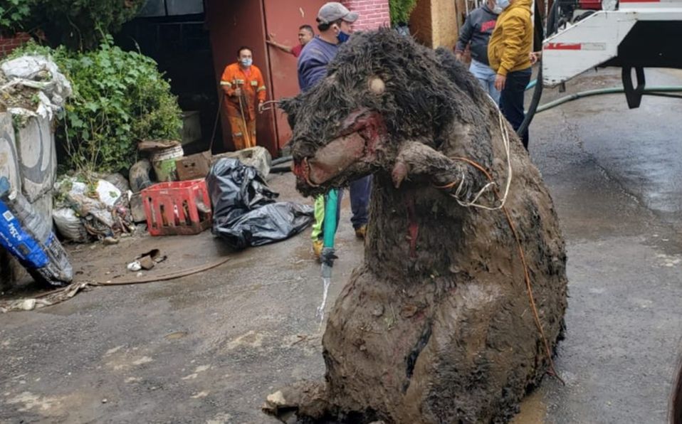 Gigantesca ‘rata’ aparece en el drenaje de la ciudad de México