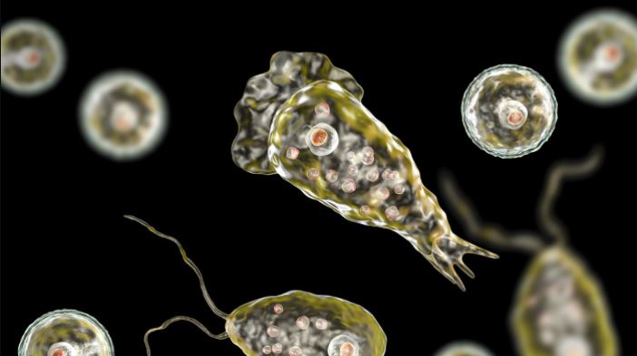 Encuentran ameba come cerebros en suministro de agua de Texas tras muerte de un niño