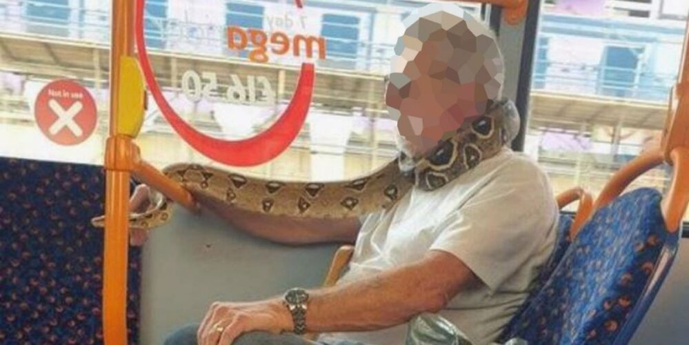No, las serpientes no son cubrebocas; usuario sube a autobús con un reptil en el cuello