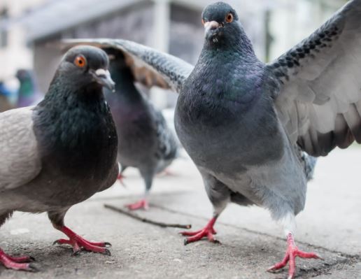 Hacen viral VIDEO de pelea entre una paloma y una rata en Nueva York