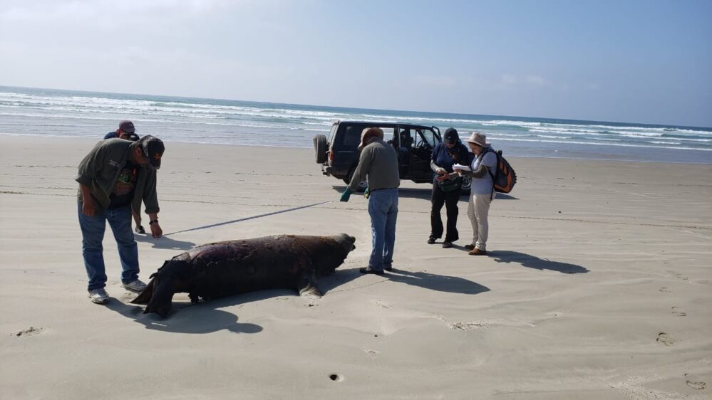 Mueren extrañamente 137 lobos marinos en Baja California Sur