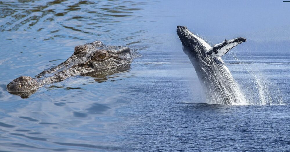 ¡Sobrevivió! ballena extraviada logra escapar de un río infestado de cocodrilos