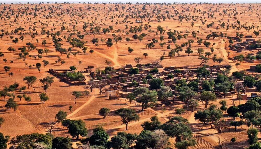 ¡Increíble! Hallan millones de árboles en el desierto del Sahara