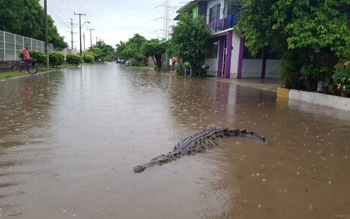 VIDEO: No sólo el agua ha entrado a hogares por inundaciones en Tabasco, también los cocodrilos