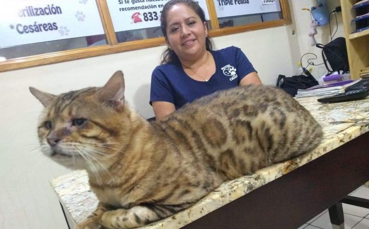 Mascotas: rescatan enorme gato que fue confundido con un leopardo