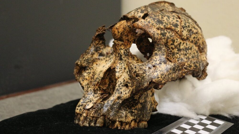 Paranthropus robustus: el fósil que revela el clima extremo que sufrió la especie humana