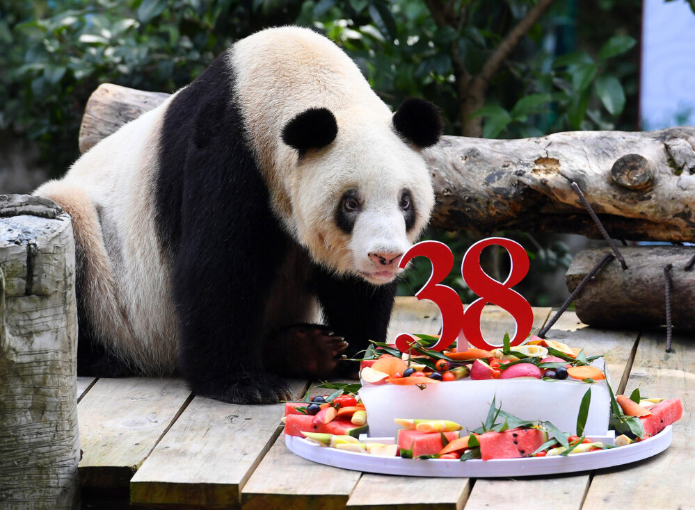 ¡Adiós! Murió Xinxing, la osa panda más anciana en cautiverio del mundo