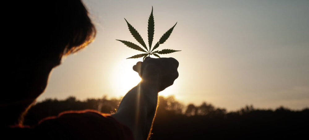 ONU elimina la cannabis de la lista de estupefacientes, no la considera droga peligrosa