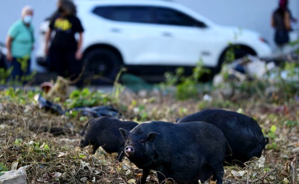 Miles de cerdos salvajes invaden Puerto Rico, autoridades tratan de contener a las antiguas mascotas