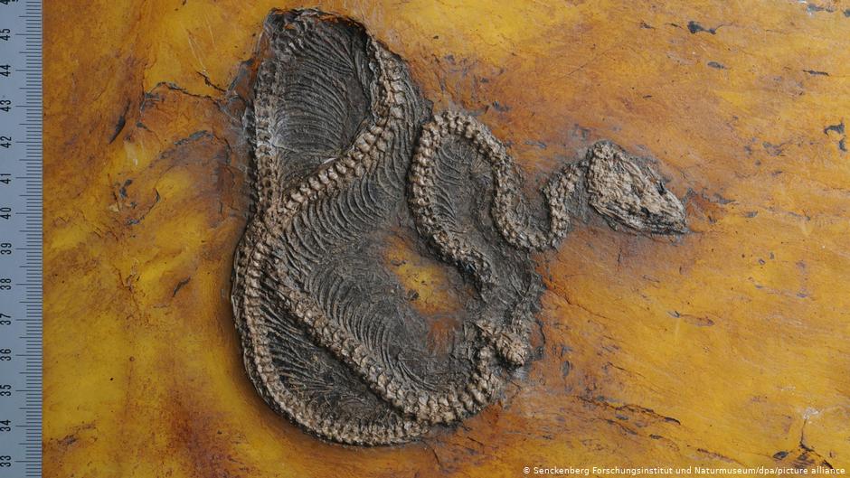 Descubren fósil de Messelopython Freyi, una serpiente pitón de 47 millones de años