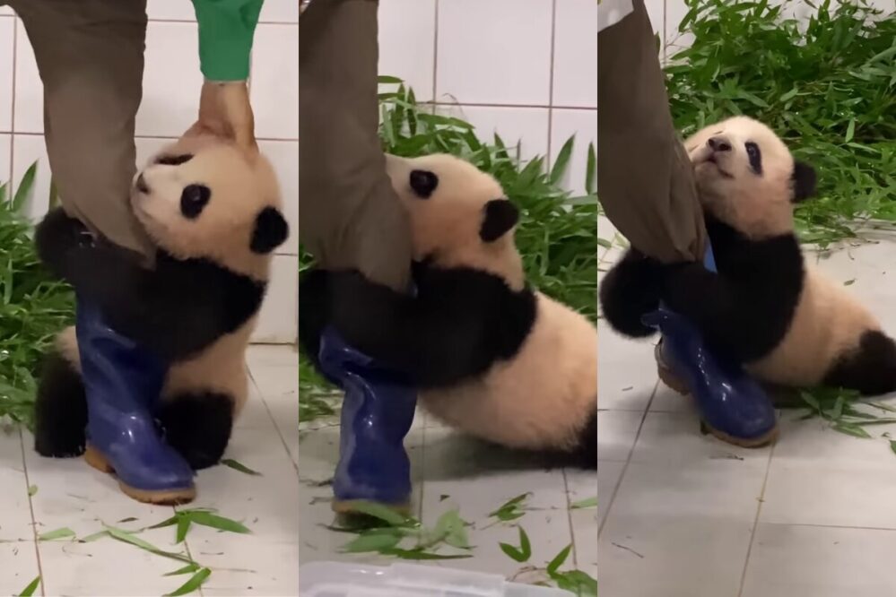 VIDEO: ¡Ternurita! Un bebé panda se aferra a la pierna de su cuidador