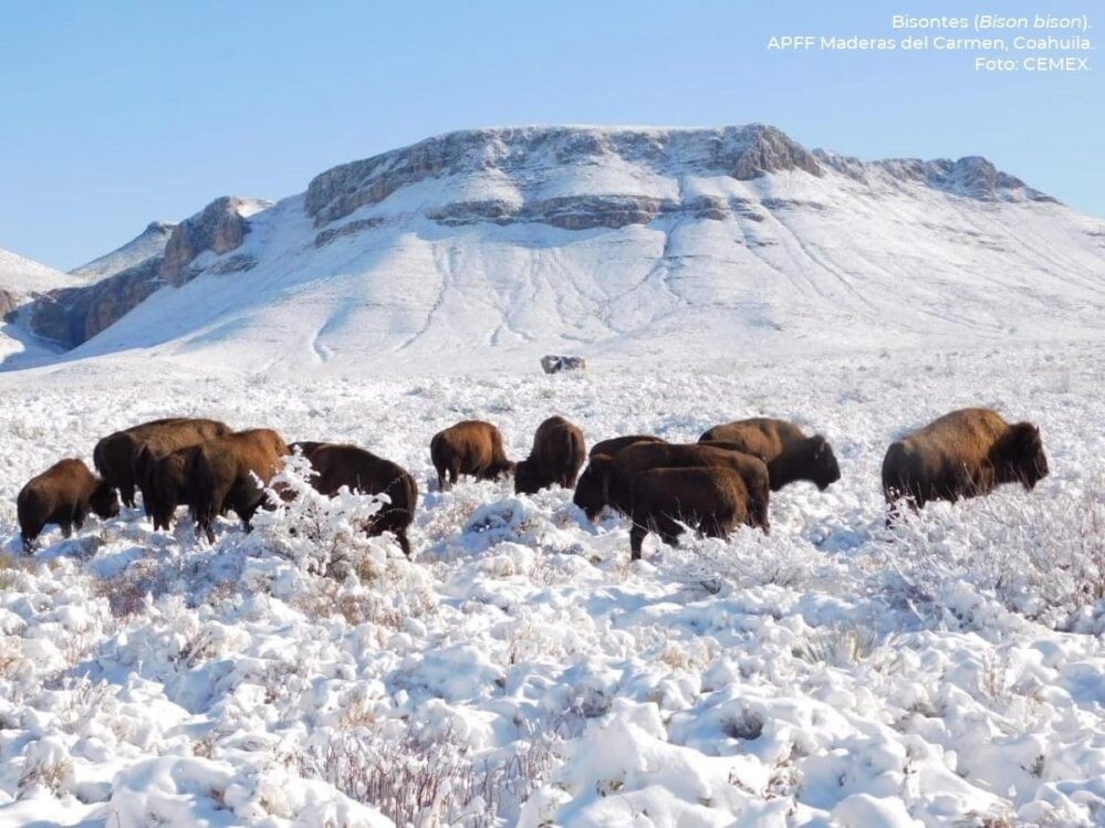 Después de cien años, el bisonte regresa a las planicies de Coahuila