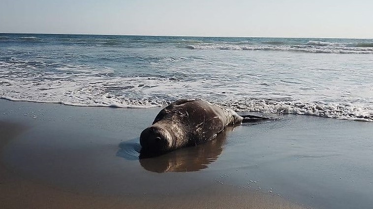 VIDEO: Elefante marino de la Patagonia fue captado descansando en playas de Chiapas