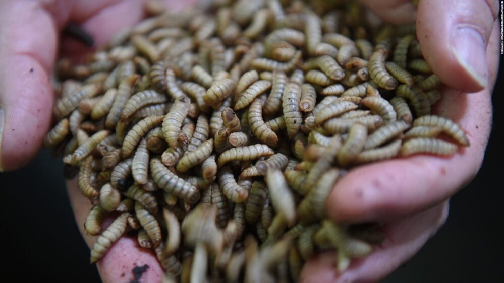 Construirán la granja productora de proteína de insectos más grande del mundo