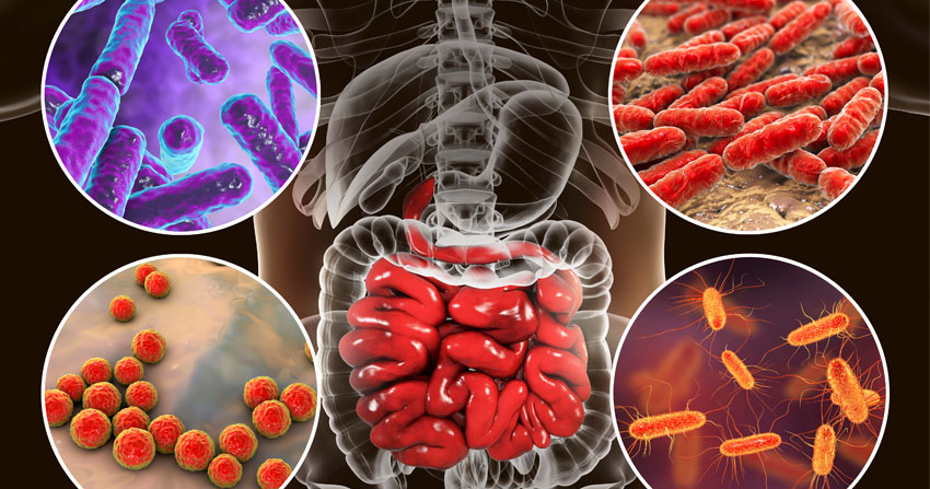 La microbiota intestinal influye en la obesidad e hígado graso revela nuevo estudio