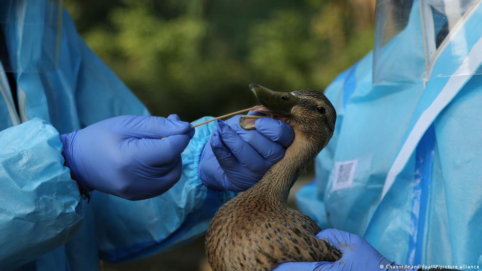 Detecta Rusia primeros casos de gripe aviar H5N8 en humanos