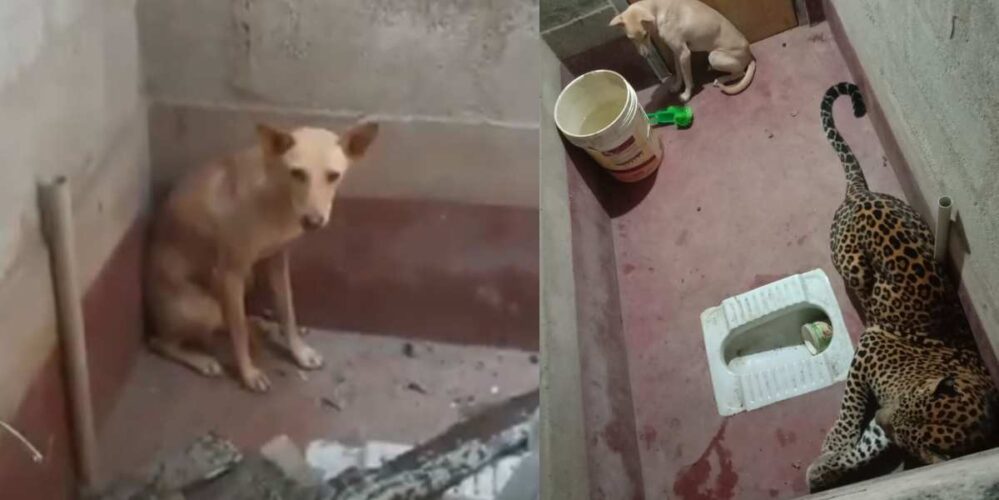 VIDEO: Perrito se salva después de que un leopardo y él quedaron atrapados en un baño