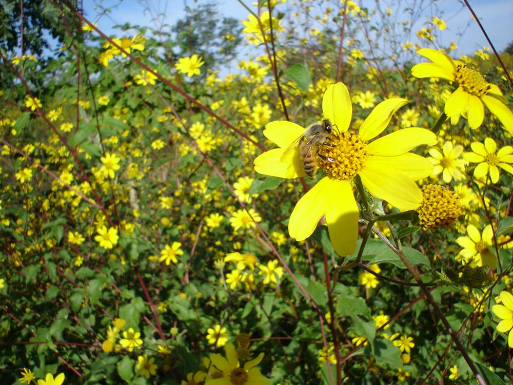 Floración de tajonal favorecerá la producción de miel en la Península de Yucatán