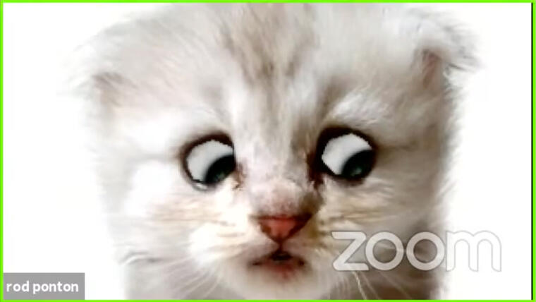 VIDEO: «No soy un gato»: abogado que no podía desactivar un filtro de Zoom se vuelve viral