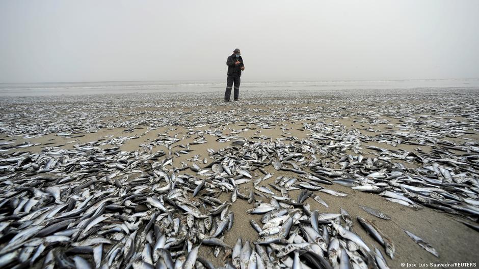 Miles de peces aparecen muertos en una playa de Chile