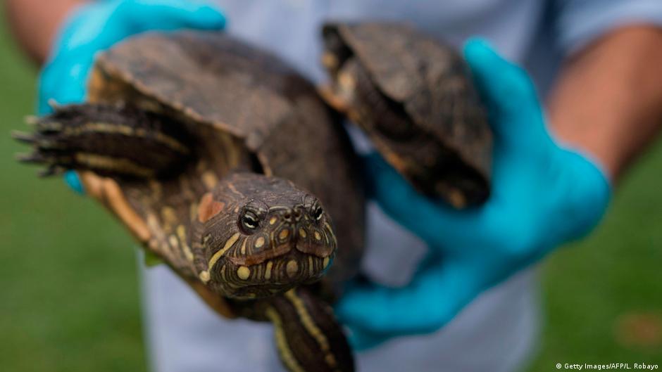No se coman la tortugas ni las iguanas por cuaresma piden ambientalistas