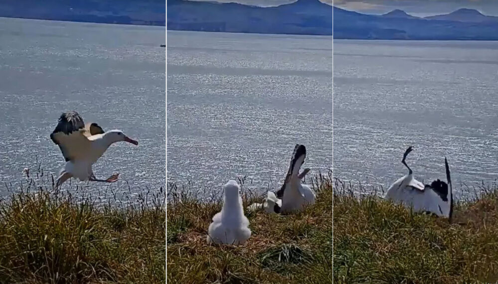 VIDEO: Aparatoso aterrizaje de albatros se vuelve viral en redes sociales