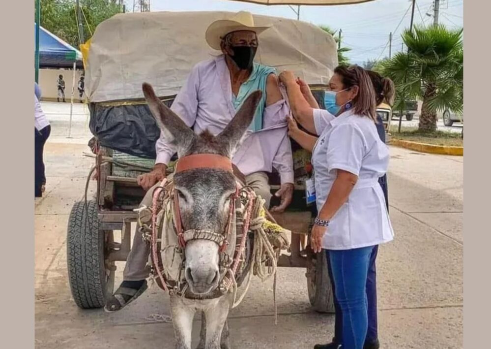 Don Chelo no tenía auto pero llegó con su burrito para ser vacunado, su historia se volvió viral