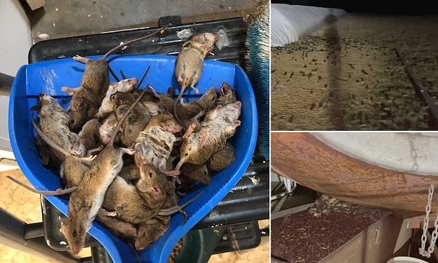 VIDEO: Enorme plaga de ratas causa estragos en Australia